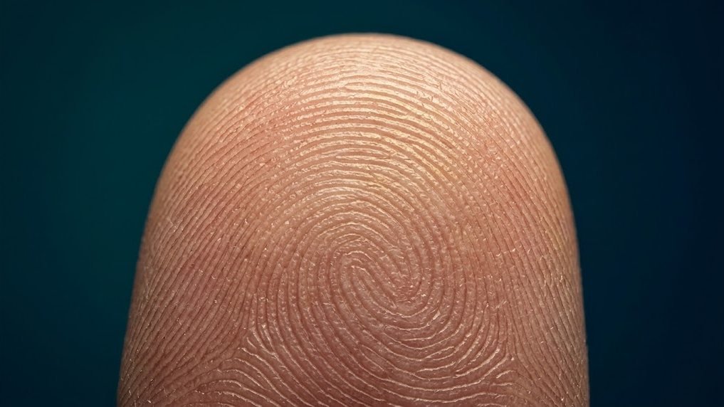 Close-up of a human fingertip showing the swirling ridges of a fingerprint.